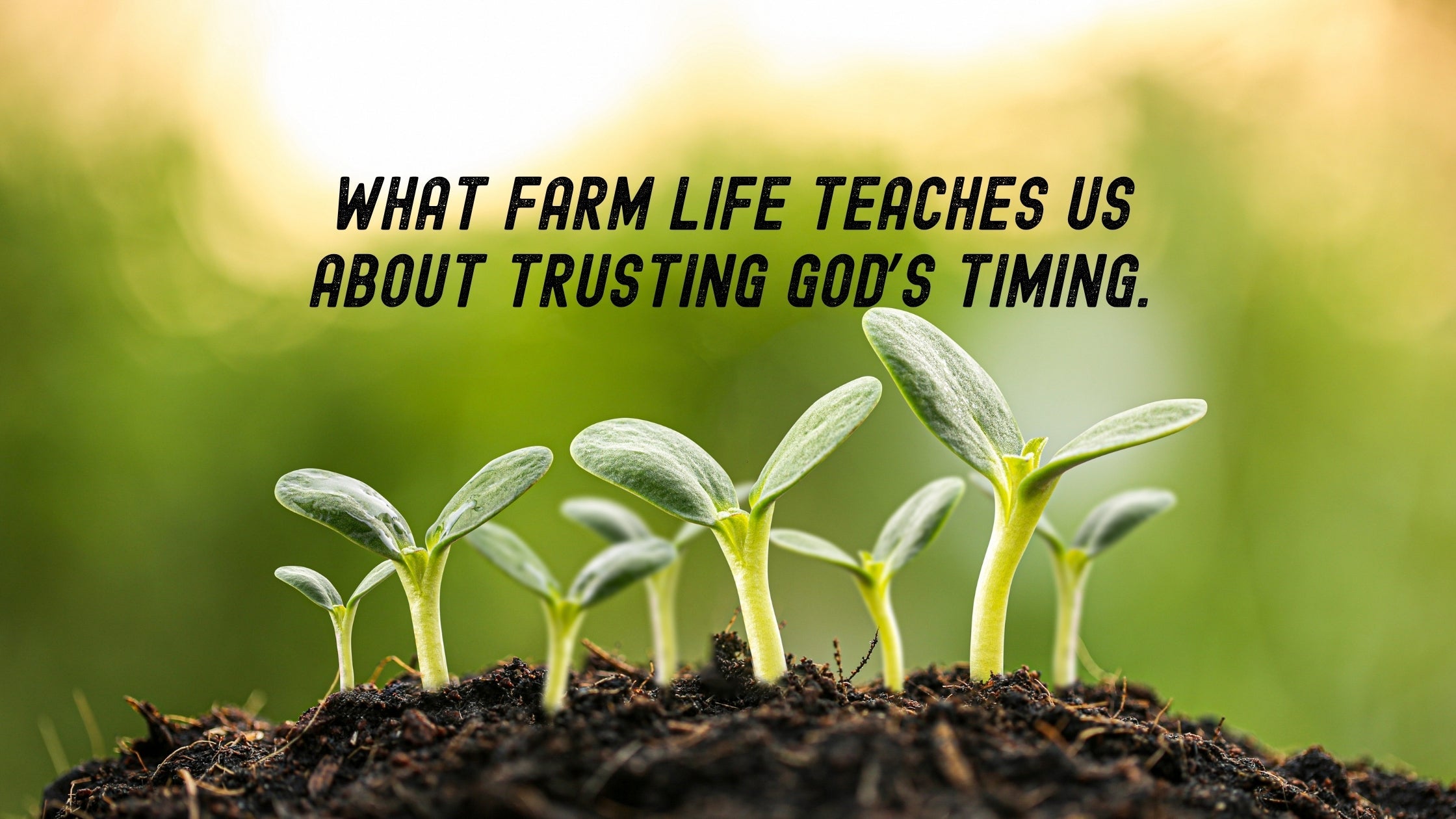 What Farm Life Teaches Us About Trusting God's Timing